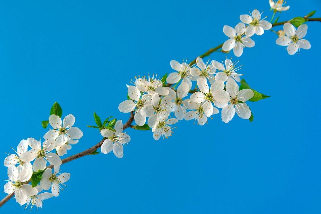 Descubre Cómo la Aromaterapia Puede Complementar la Primavera con Alqvimia
