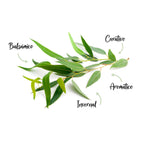 Labnatur Bio Aceite Esencial de Eucalipto Ecológico 30ml - LABNATUR BIO - cosmética